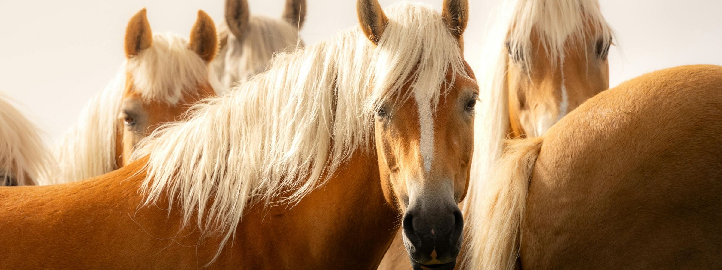 Communauté de cavaliers en concours