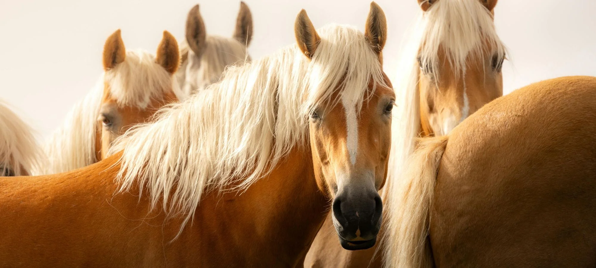 Illustration temporaire du hero de la page contact