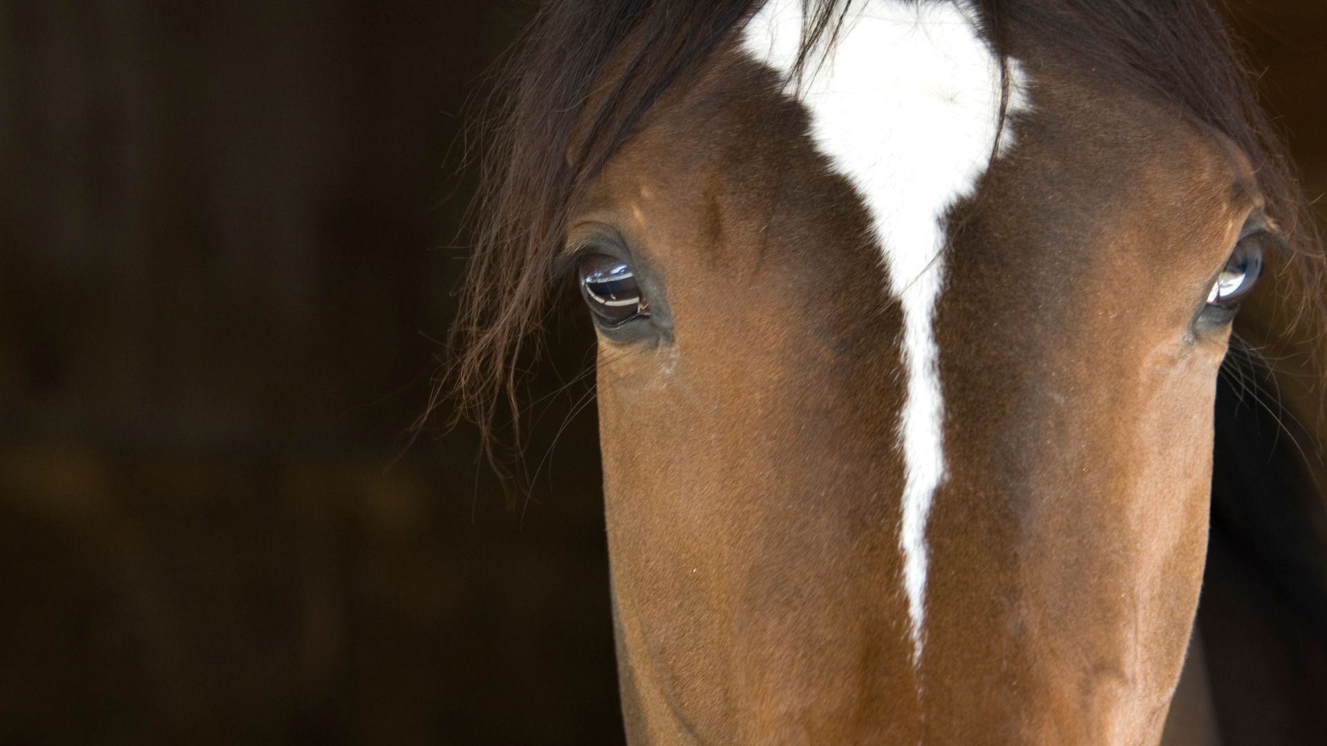 Licence FFE